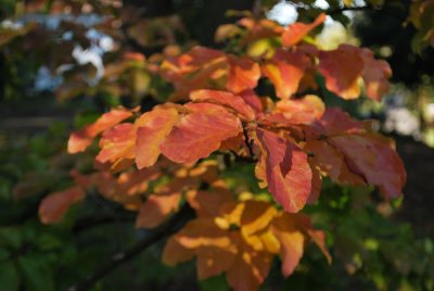 Parrotia persica - parocie perská - podzimní větve
